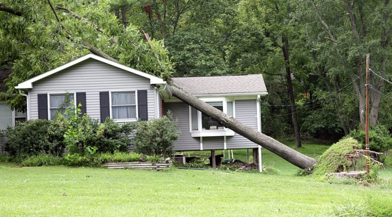 A tree that was uprooted and fell onto a house, causing severe damage