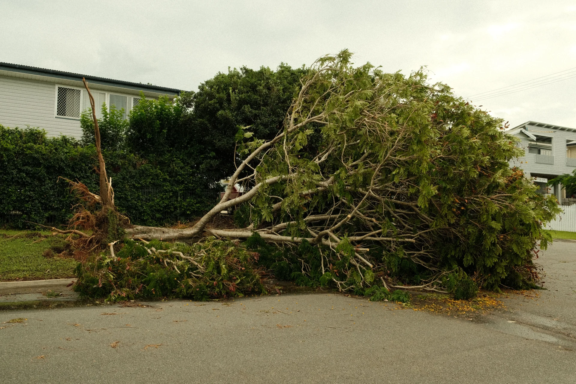 Neighbor's Tree Fell on My House in MA