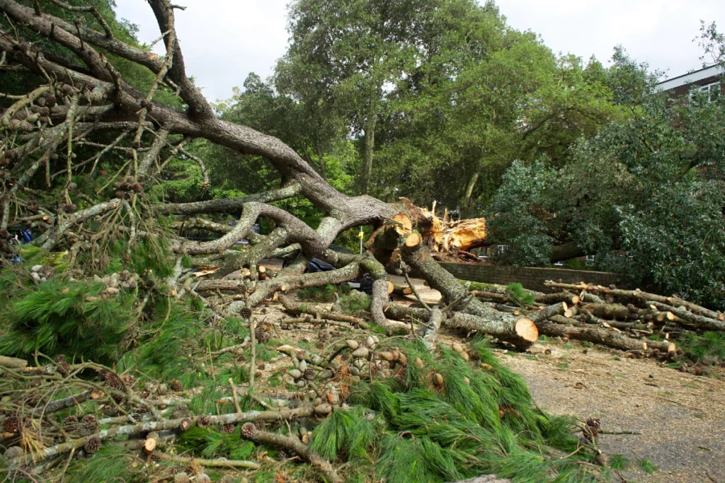Fallen Tree Damage Insurance Claims Across Massachusetts