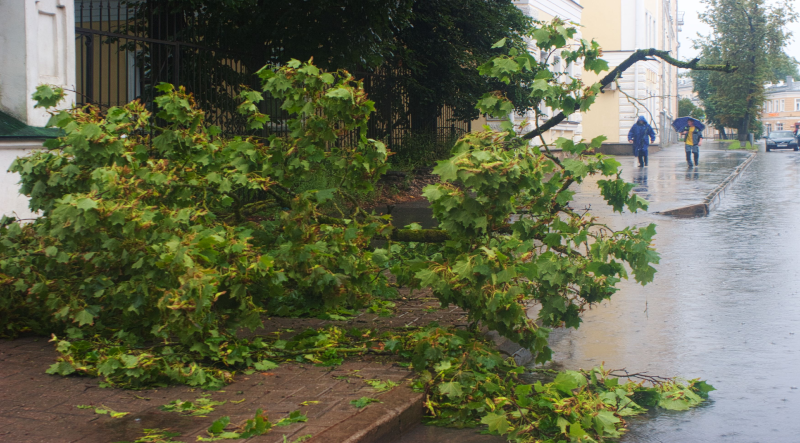 Fallen Tree Damage Insurance Claims Across Massachusetts