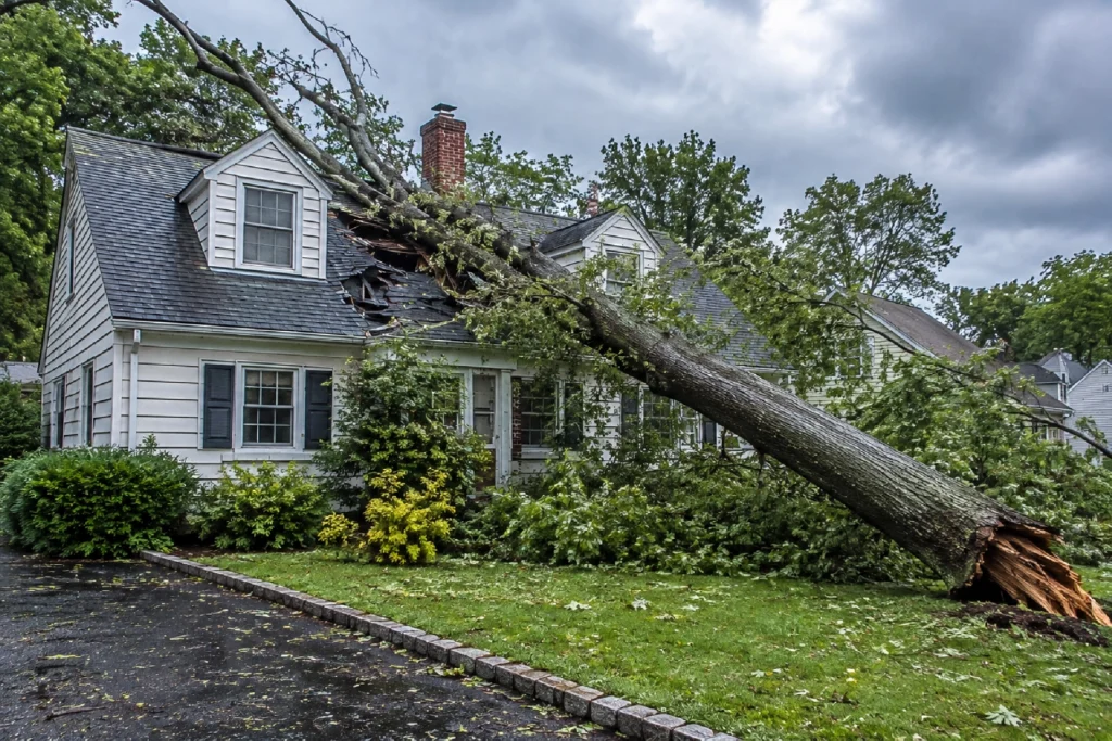 Fallen Tree Damage Insurance Claims