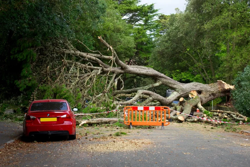 Island Insurers Dispute Fallen Tree Damage Claims